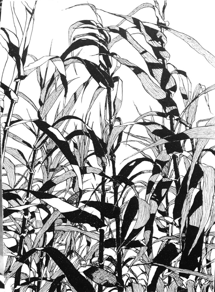 Canne De Provence ©Hitomi Takeda JAM